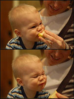 Child Eating a Lemon